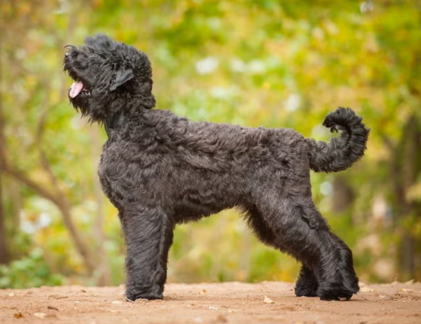 Black Russian Terrier Dog Breed